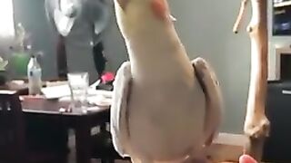 Beauty bird sing  ❤️❤️❤️❤️❤️❤️