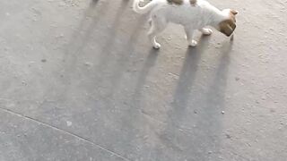 Dog puppies playing with each other on road