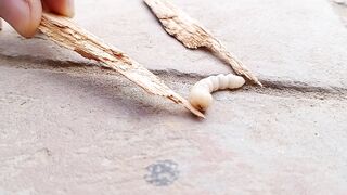 A wood-eating worm
