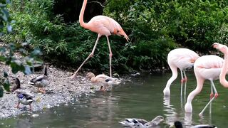 Birds singing amazing video