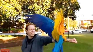 Birds flying