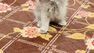 FUNNY CAT |  HANDSOME CAT | HOME MADE | DOUBLE BATTERY