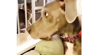 dog and cat very funny ????????????????????????????????