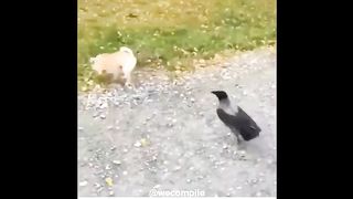 Best funny video