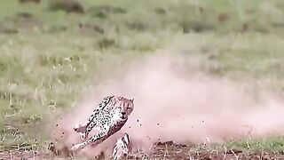 tiger power