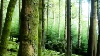 Роскошный , таинственный лес.