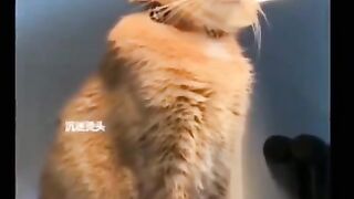 Ох уж эти забавные животные.)