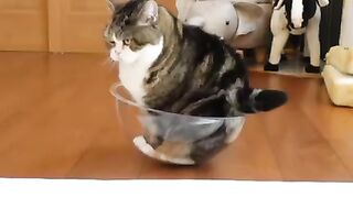 Забавный кот.)))