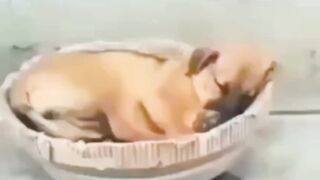 Маленькая милота.)))