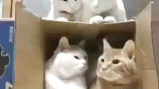 "Маршрутка" в час пик.)))))