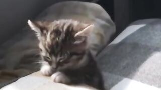 Милота:))))