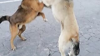 Собачки
