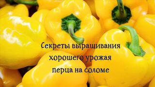 Секреты выращивания хорошего урожая перца на соломе