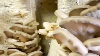 Домашние грибы
