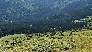 Карпати