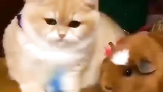 Милота на канале.))))
