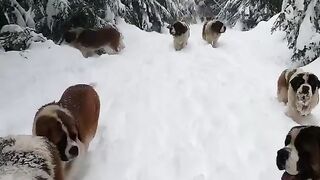 Мої Симбирнари