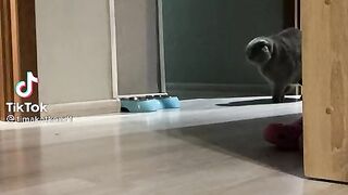 Котя