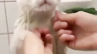 Как помит кота