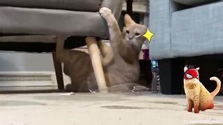 Cats are unstoppable - Compilation of funny videos with cats for a good mood!