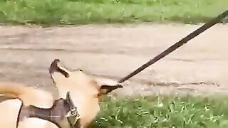 Забавная собачка на прогулке.)))