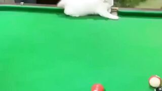 Игра в бильярд.))