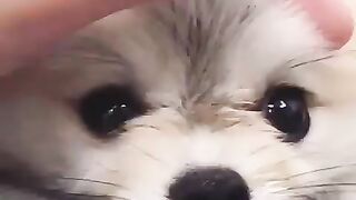Cute Dog - #73