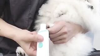 74Cute Dog - #74