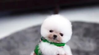 75Cute Dog - #75
