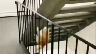Кот каскадёр.))