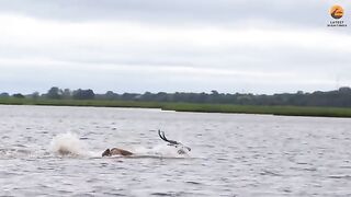 Amazing video