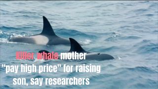 Killer Whale Mothers make 'Lifelong Sacrifice' for their Sons