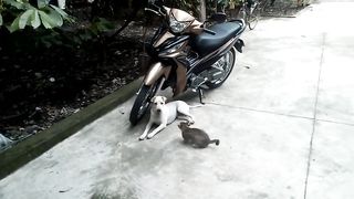 War dogs and cats