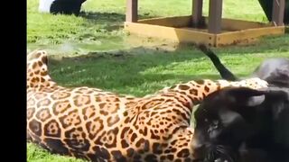 animals playing with eachother