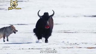 Wolves Hunting Yak