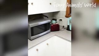 Funny Dogs And Cats Videos - Best Animal Videos Of The Month