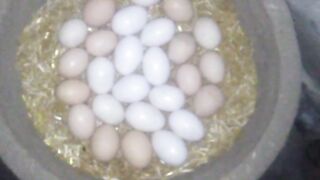 Aseel Hen Sitting Hen Eggs After 7  Days