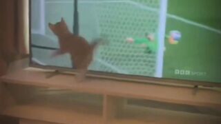 Best Goal keeper
