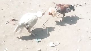Murga fight????????????????????????