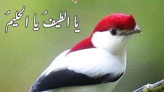 Wazifa Shahdi Ka