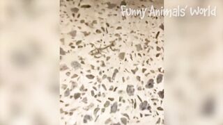 Funny Dogs And Cats Videos - Best Animal Videos Of The Month