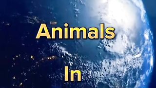 Most Deadliest Animals In The World #shorts #viral #animals #short #top10
