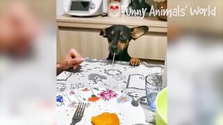 Funny Dogs And Cats Videos - Best Animal Videos Of The Month