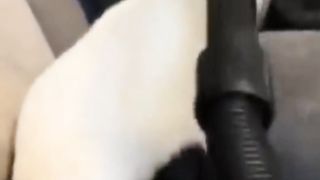Funny cats