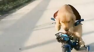 Go To The Ride ????
