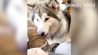 Funny Dogs And Cats Videos - Best Animal Videos Of The Month