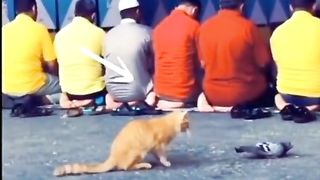 cat and pigeon