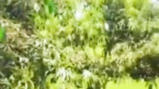 Beautiful ???? trees