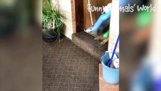 Funny Dogs And Cats Videos - Best Animal Videos Of The Month
