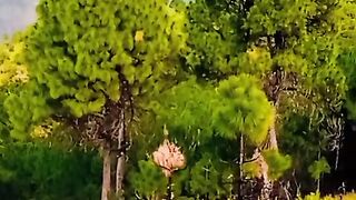 Beautiful shorts video amazing shorts video